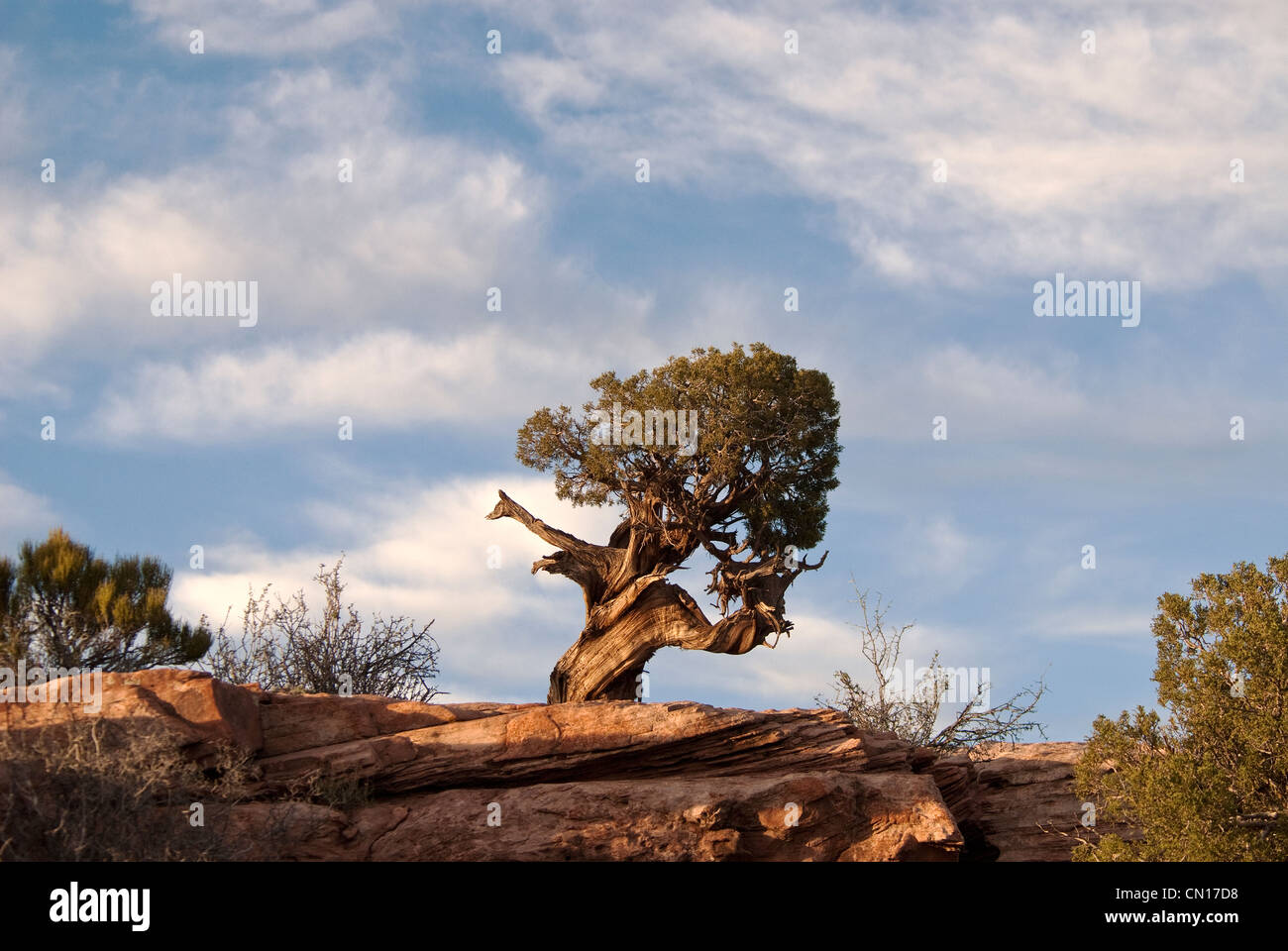 Utah-Wacholder-Juniperus Osteosperma Dead Horse Point State Park Utah USA Stockfoto