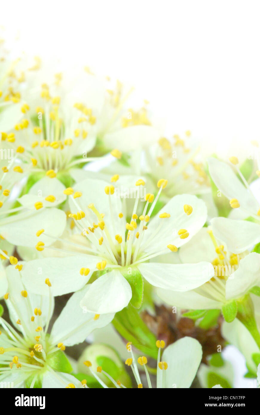 Pflaumeblumen Fusion mit hellem Hintergrund Stockfoto