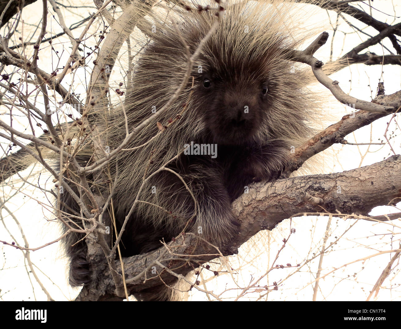 North American Porcupine Erethizon Dorsatum Monte Vista National Wildlife Refuge Colorado USA Stockfoto