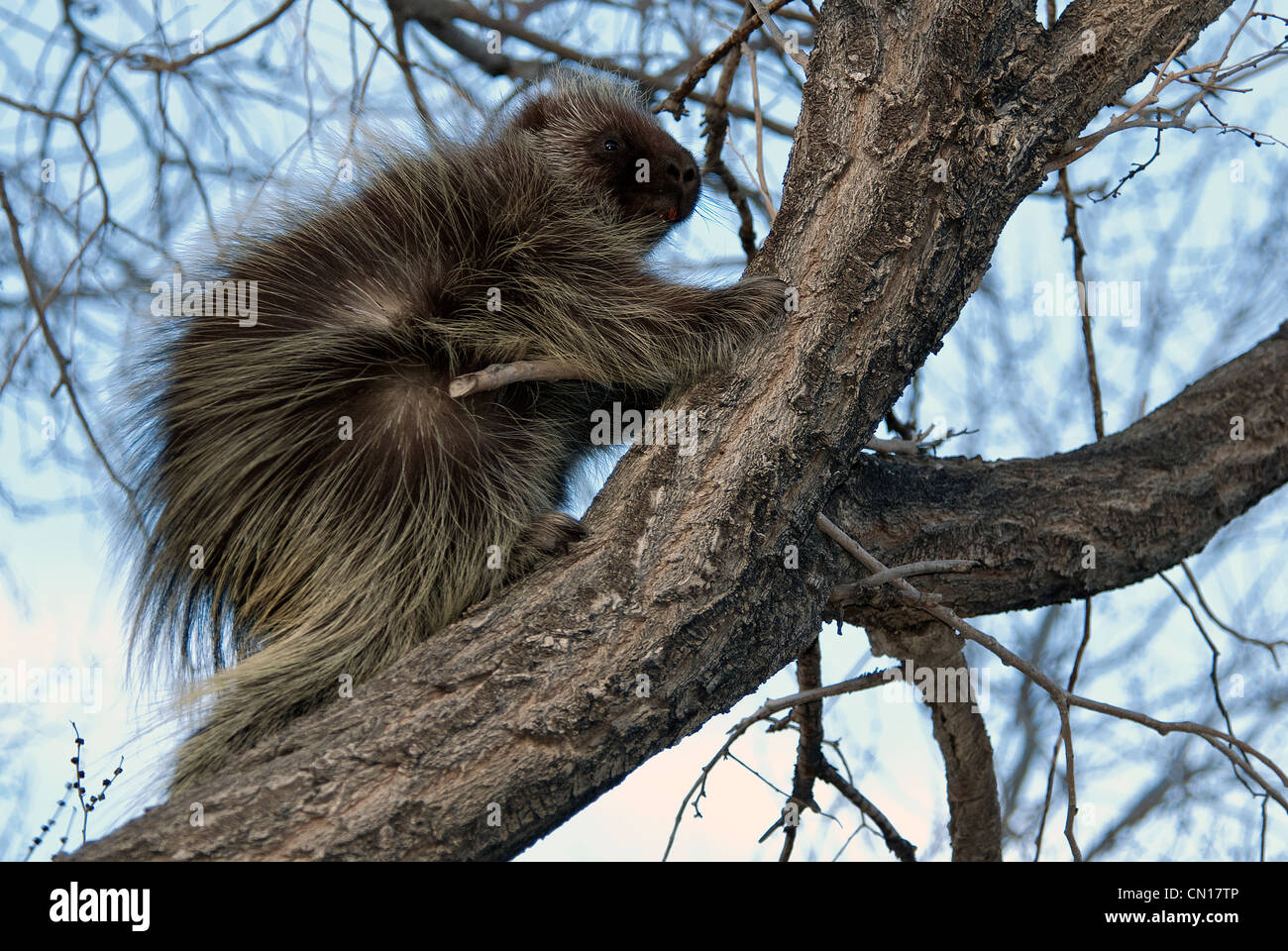 North American Porcupine Erethizon Dorsatum Monte Vista National Wildlife Refuge Colorado USA Stockfoto