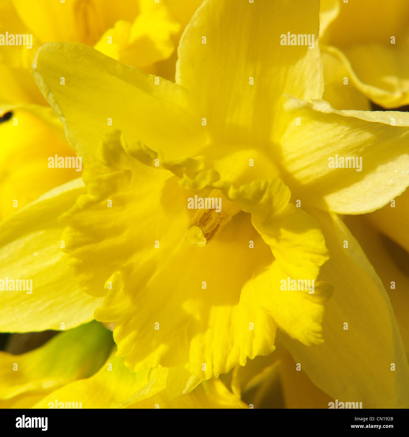 Narzisse, Dafodil, Narzisse, Blume, Nahaufnahme, Makro, Frühling Stockfoto