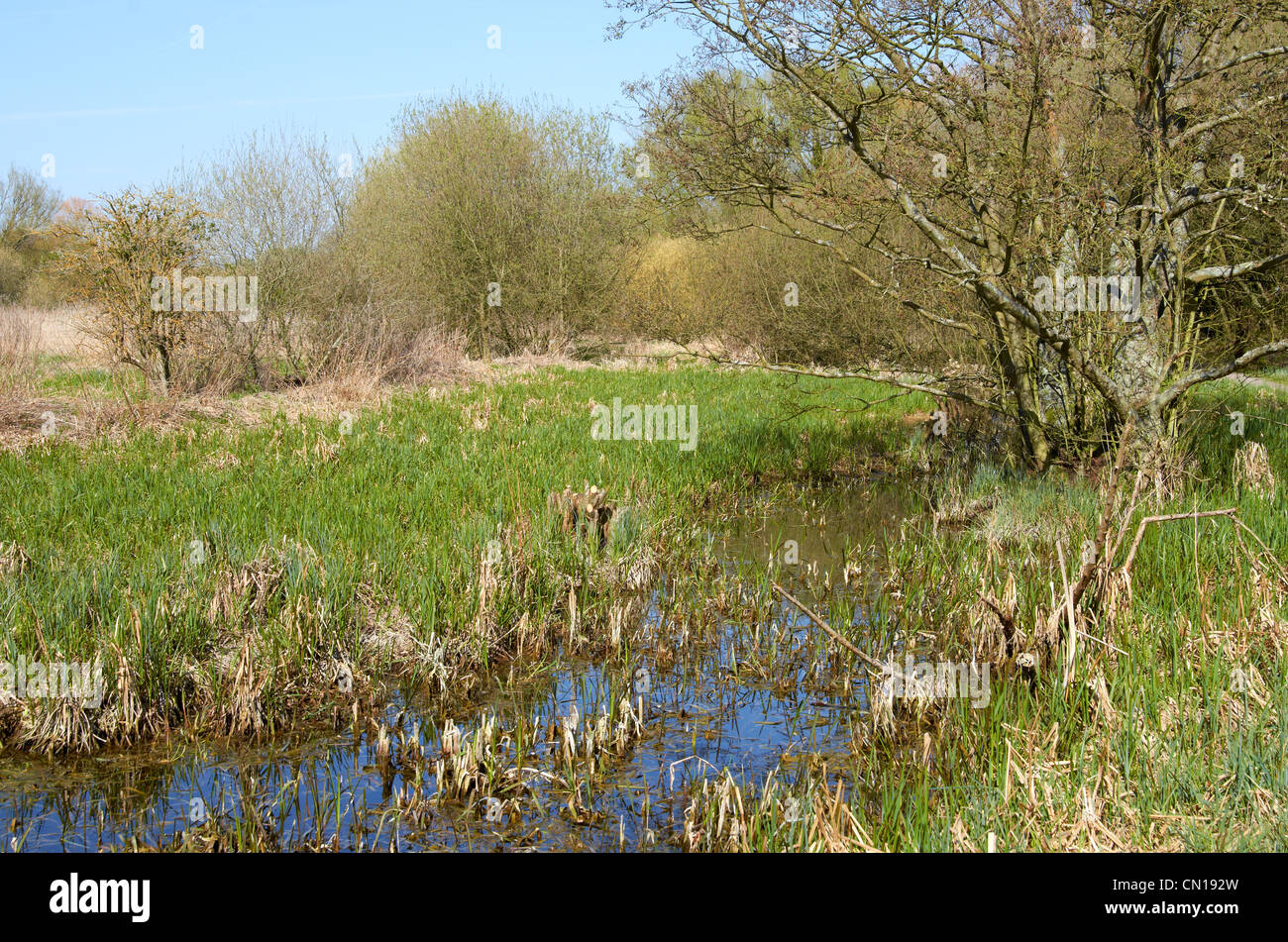 Feuchtgebiet - Winnall Moors Naturschutzgebiet auf dem Fluss Itchen Flussaue, Winchester, Hampshire, England Stockfoto
