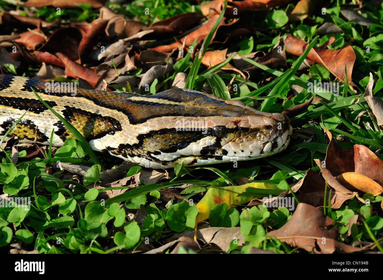 Burmesischen Python, Python aus Bivittatus, Florida Stockfoto