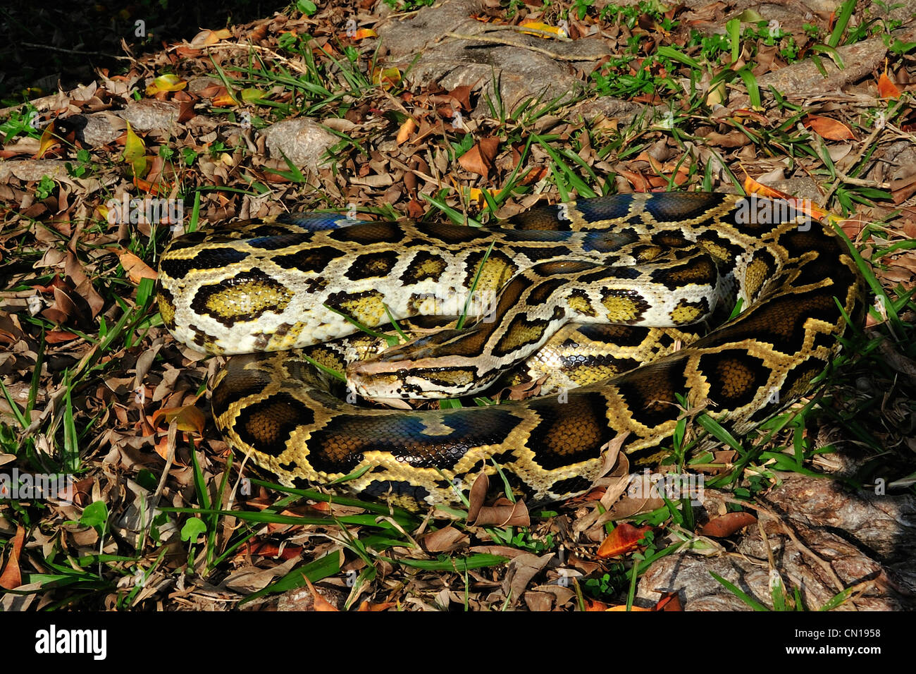 Burmesischen Python, Python aus Bivittatus, Florida Stockfoto