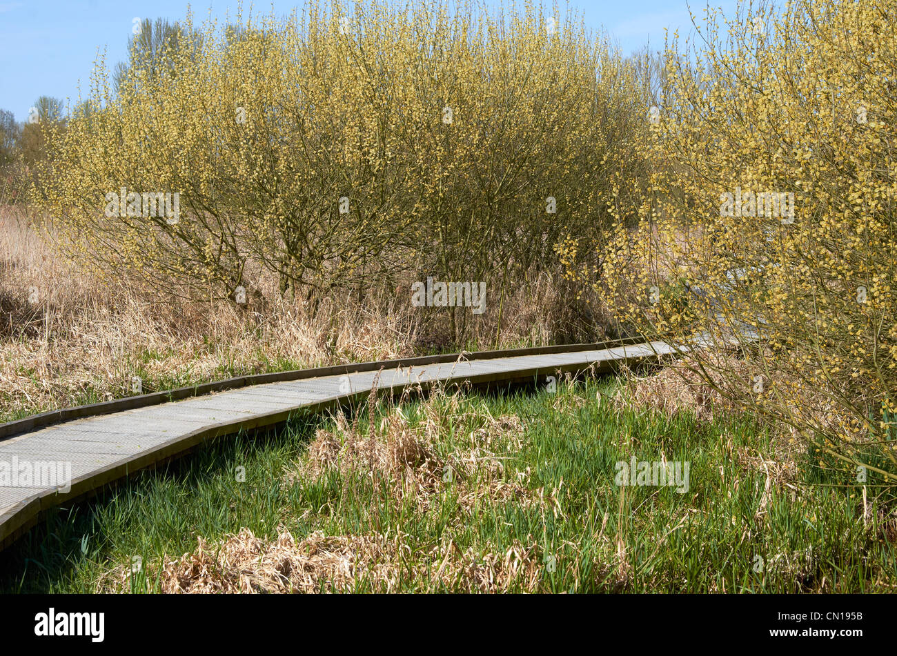 Ziege Weiden oder Ziege fahl (Salix Caprea) Bäume, Winnall Moors Naturschutzgebiet. Fluss Itchen Aue, Winchester. Stockfoto