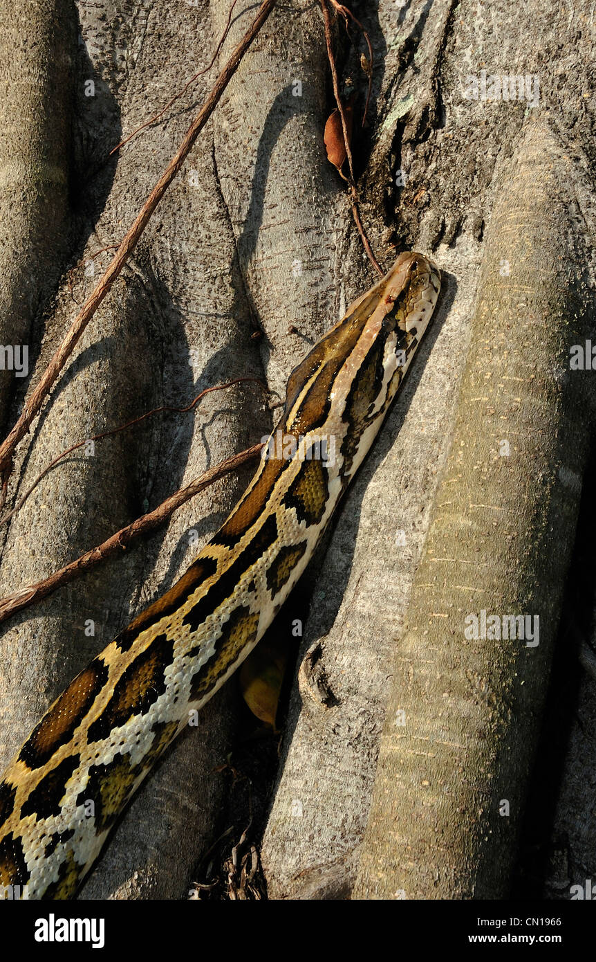 Burmesischen Python, Python aus Bivittatus, Florida Stockfoto