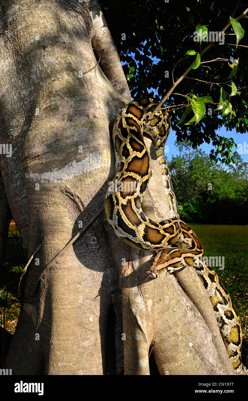 Burmesischen Python, Python aus Bivittatus, Florida Stockfoto