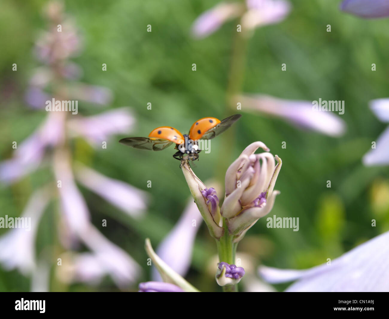 Fliegende marienkäfer -Fotos und -Bildmaterial in hoher Auflösung – Alamy