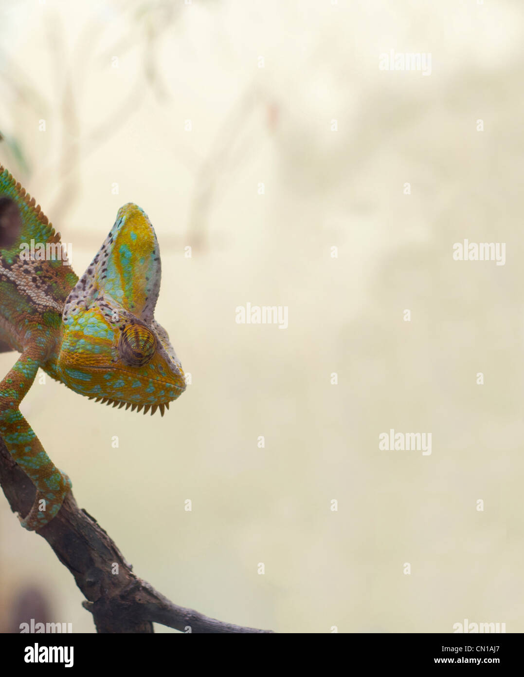 Chamaeleo Calyptratus - Jemenchamäleon hinunter Stick in Werbefläche Stockfoto