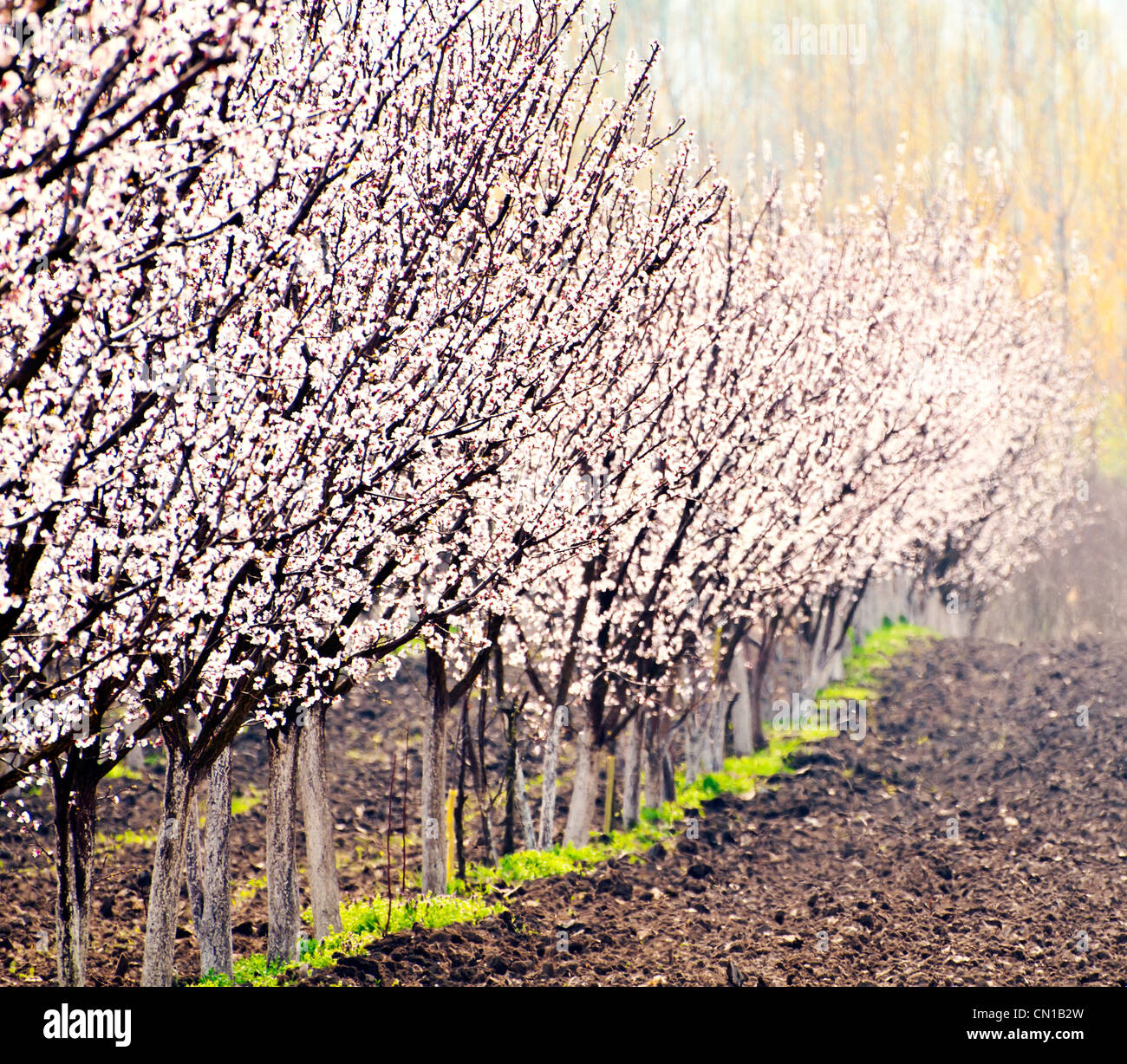 Reihe von blühenden Pfirsichbäume in einem Feder-Obstgarten Stockfoto