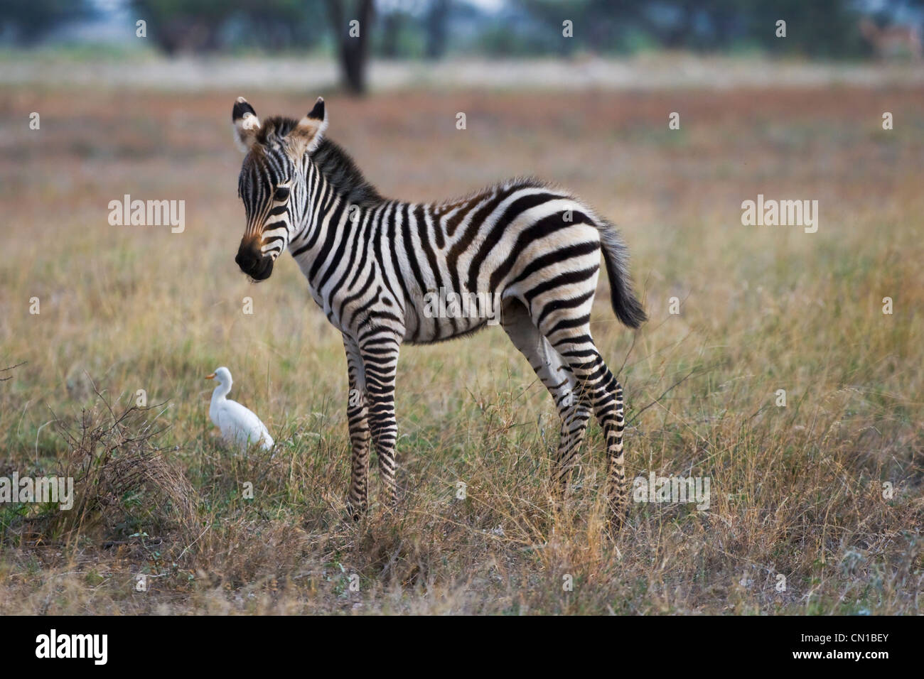 Gemeinsamen Zebra (Equus Quagga) auf der Ebene, Samburu National Reserve, Kenia Stockfoto