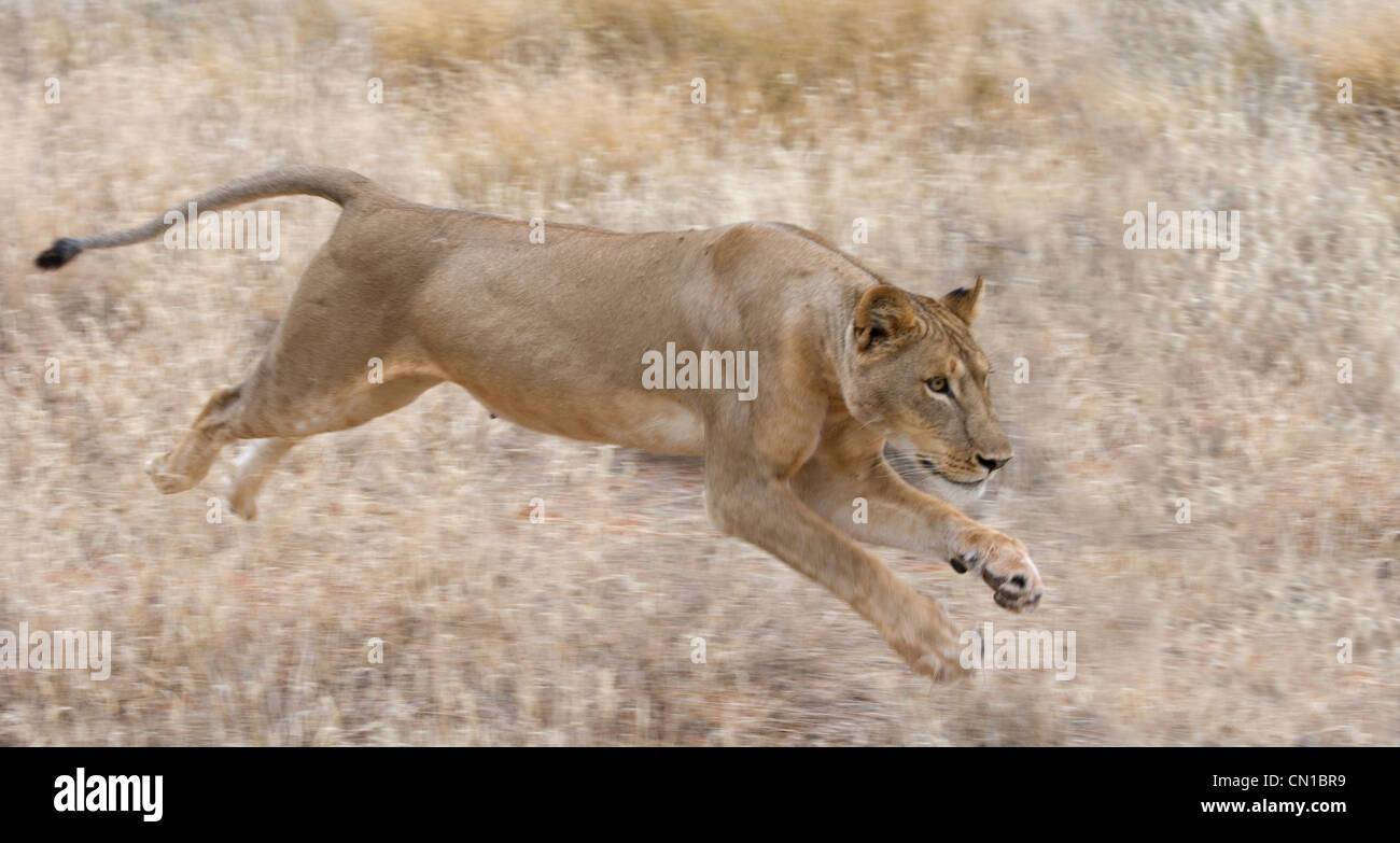 Weibliche Löwen laden in den Rasen, Samburu National Reserve, Kenia Stockfoto