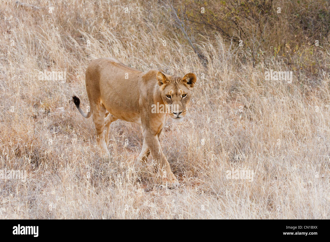 Weibliche Löwen stalking in den Rasen, Samburu National Reserve, Kenia Stockfoto