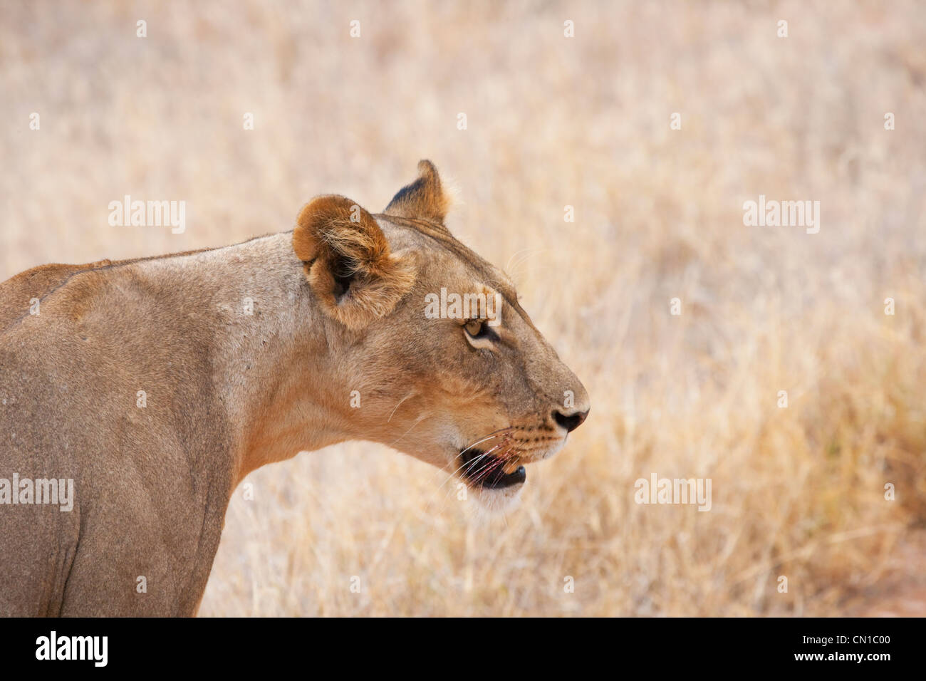Weibliche Löwen in den Rasen, Samburu National Reserve, Kenia Stockfoto