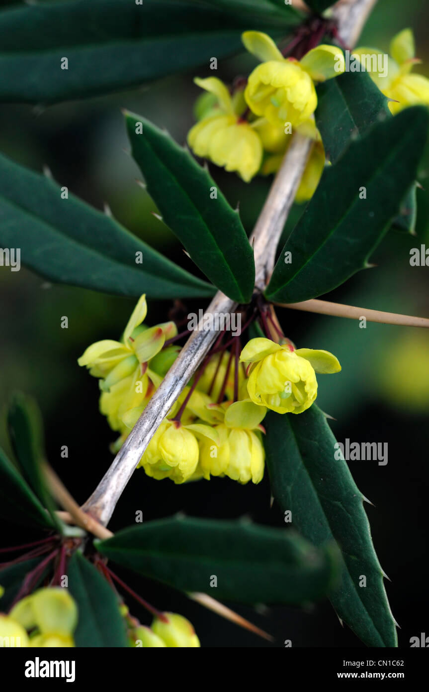 Berberis Pruinosa Frühling gelbe Blumen immergrüne Sträucher Blütenblätter Pflanzen Porträts Berberitze stachelige Berberitzen Berberis Stockfoto