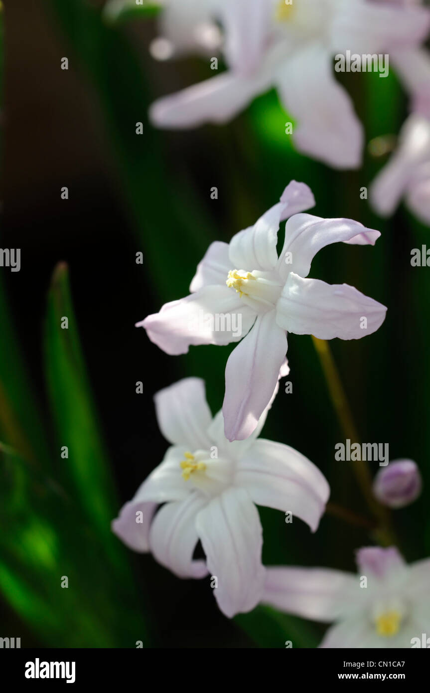 Chionodoxa Luciliae rosa Riesen Syn Chionodoxa Forbesii Gigantea Scilla Luciliae Herrlichkeit der schneeweißen Blüten Stockfoto