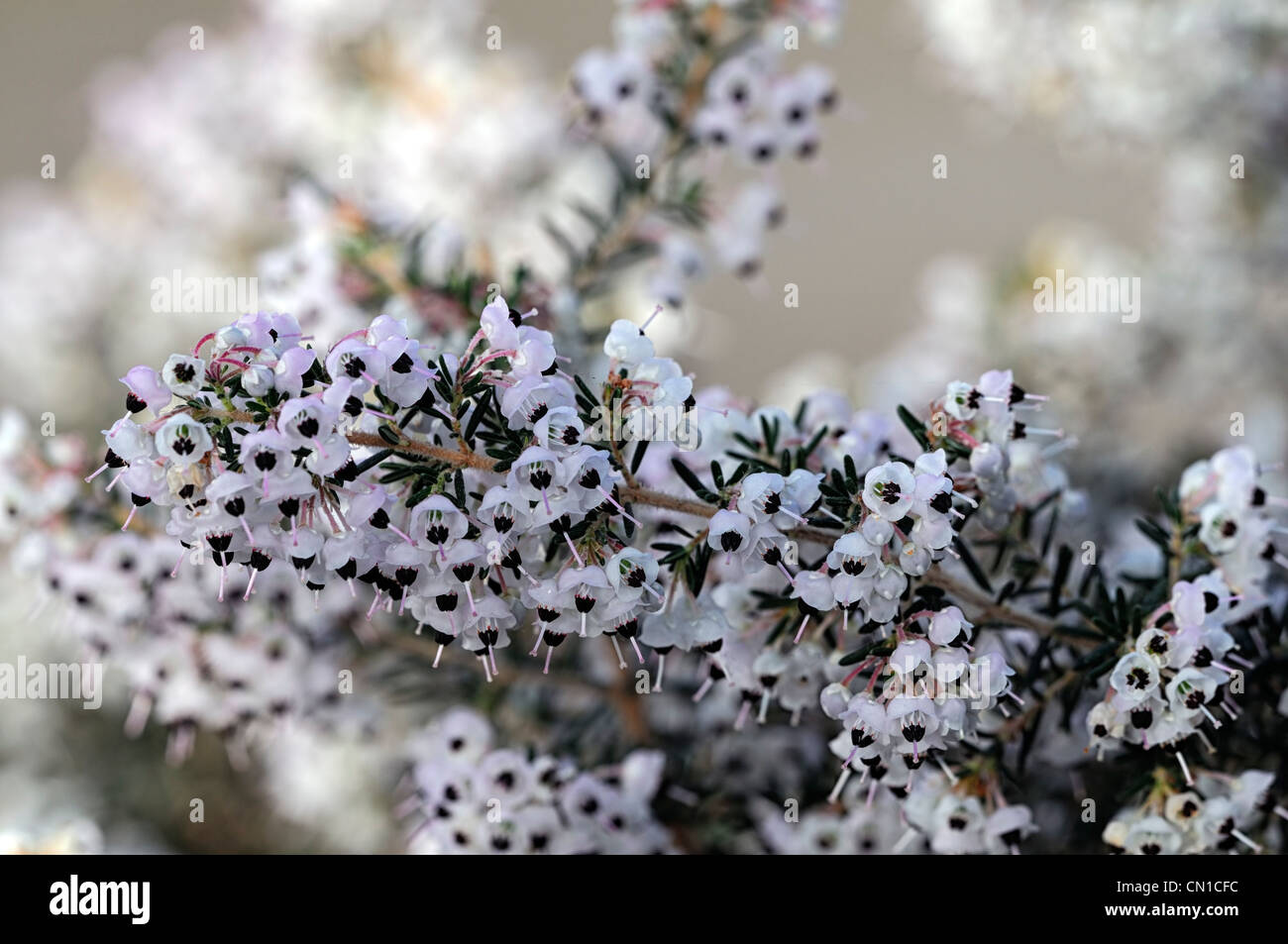 Erica Rinnentang Alba kanalisiert Heidekraut Heidekraut blassen Pastell weiße Blüten Blütenblätter immergrüne Sträucher Frühjahr Pflanzen Porträts Stockfoto