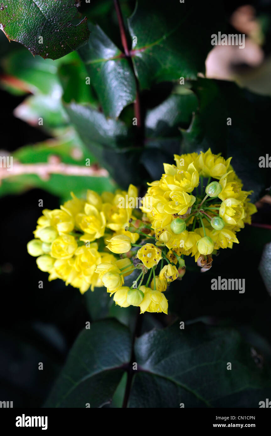 Mahonia Aquifolium Undulata Nanum Frühling gelbe Blüten Nahaufnahme