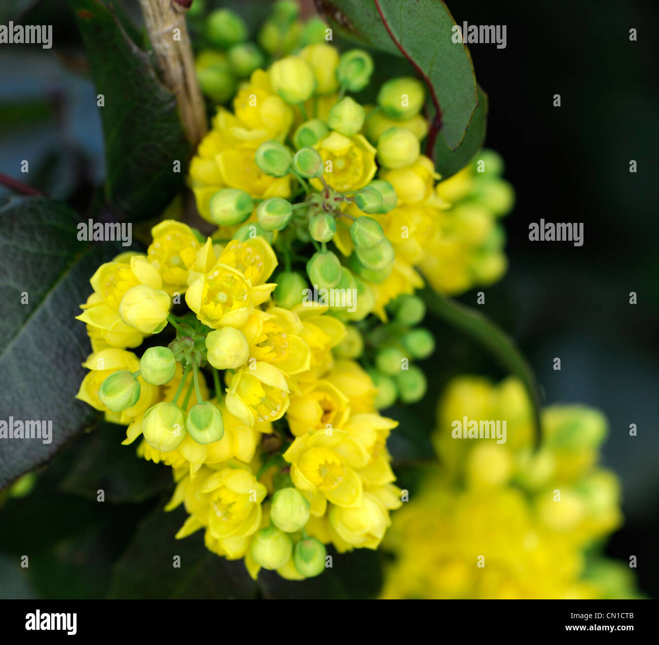 Mahonia X herveyi Frühling gelbe Blüten Nahaufnahme parfümiert duftende