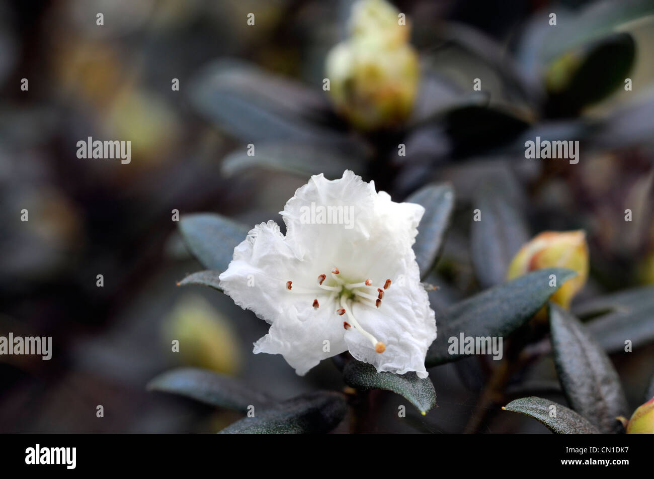 Rhododendron Kamm Agm Closeup selektiven Fokus weiße Creme Sträucher Blumen Blüten Pflanzen Porträts Stockfoto