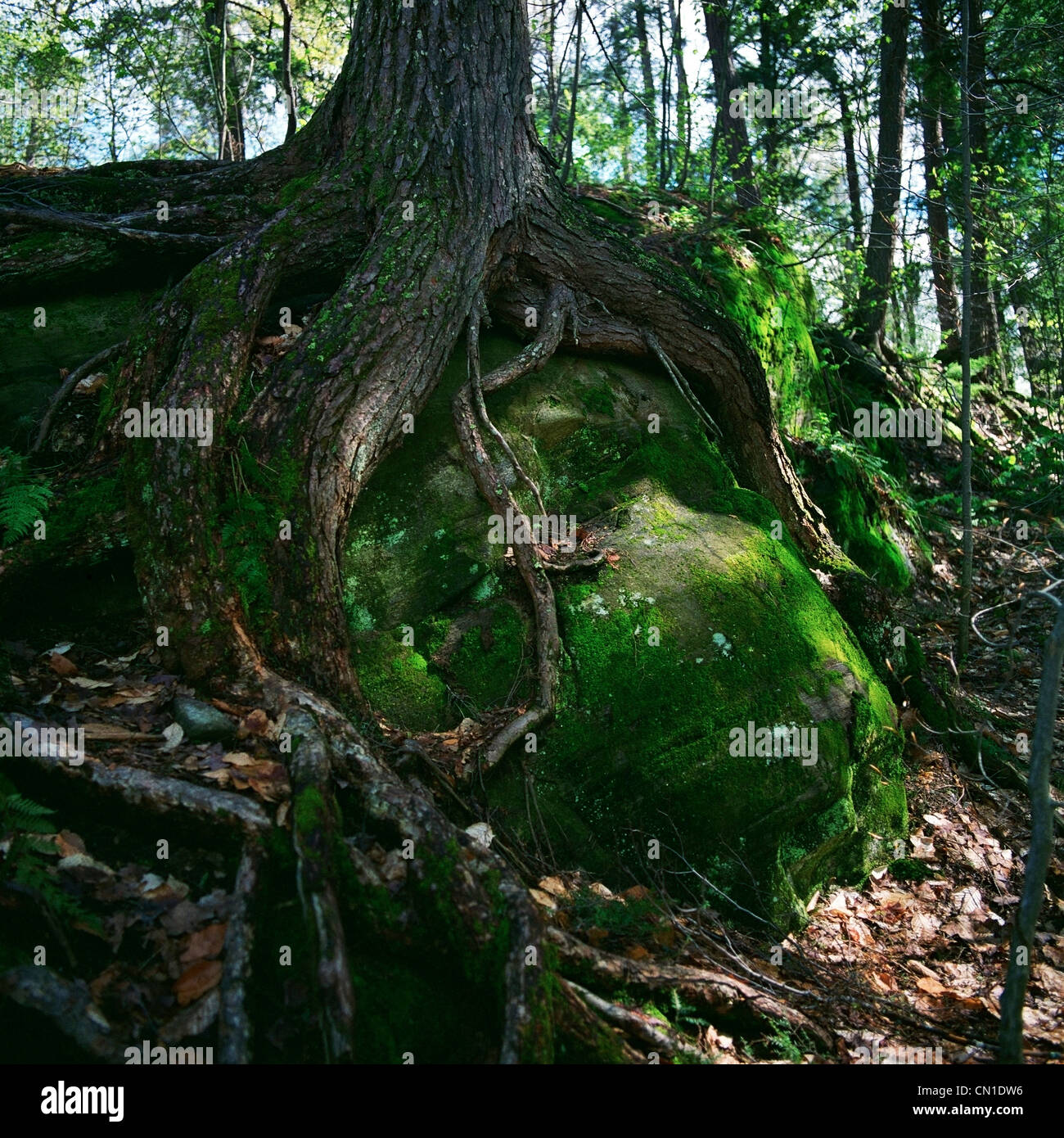 Baum wächst über Felsen in einem Wald, Algonquin Park, Ontario Stockfoto