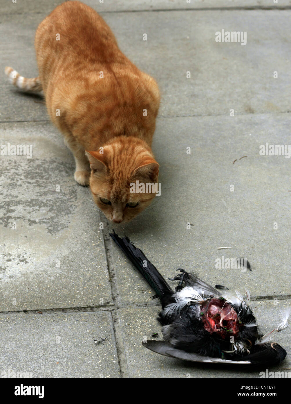 Ingwer-Katze mit Beute Stockfoto