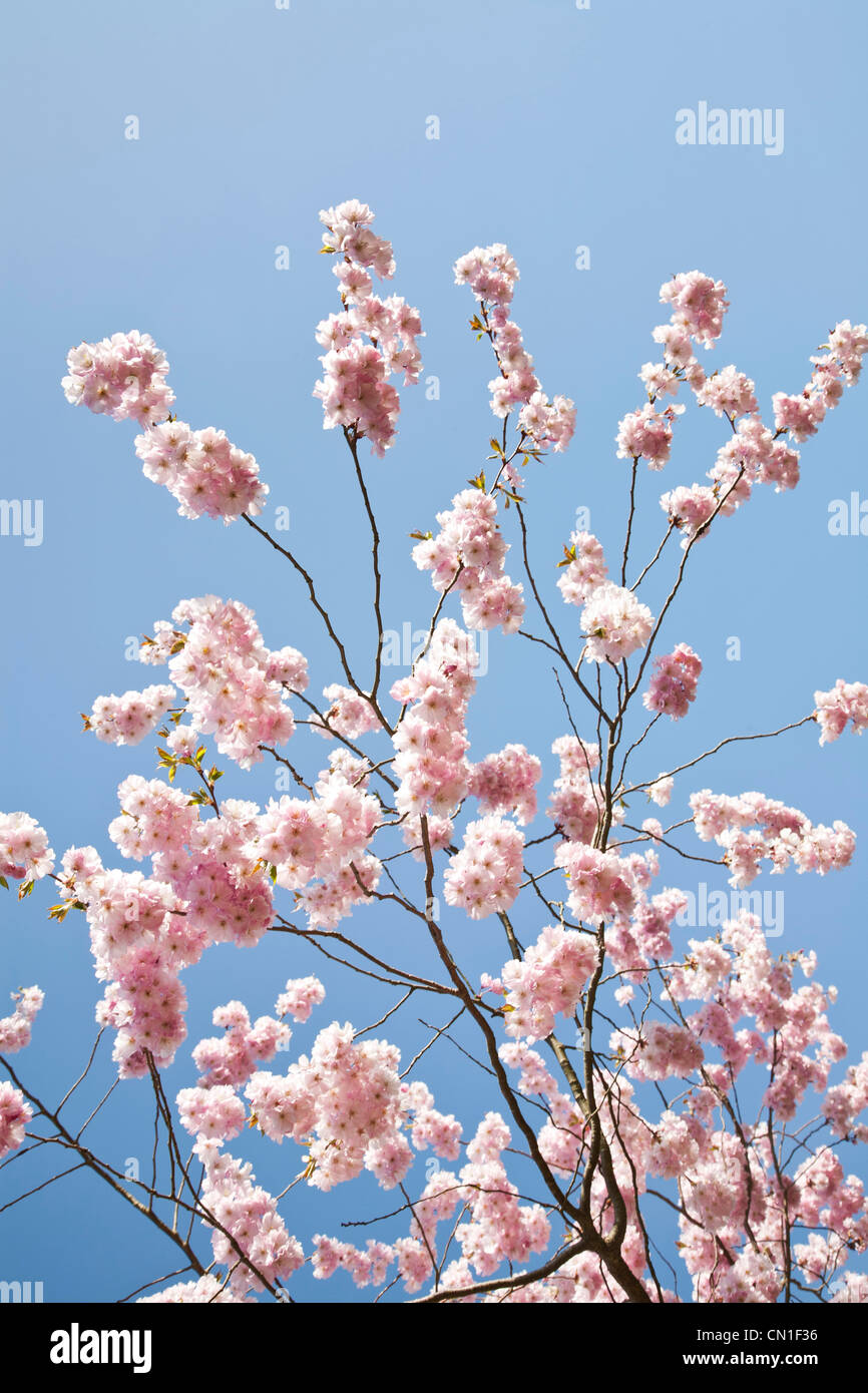 Frühling-Kirschblüte vor blauem Himmel Stockfoto