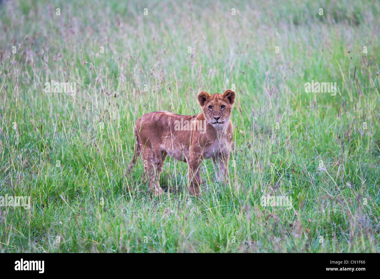 Löwen in den Rasen, Masai Mara National Reserve, Kenia Stockfoto