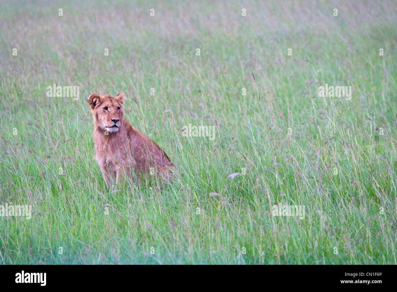 Löwen in den Rasen, Masai Mara National Reserve, Kenia Stockfoto