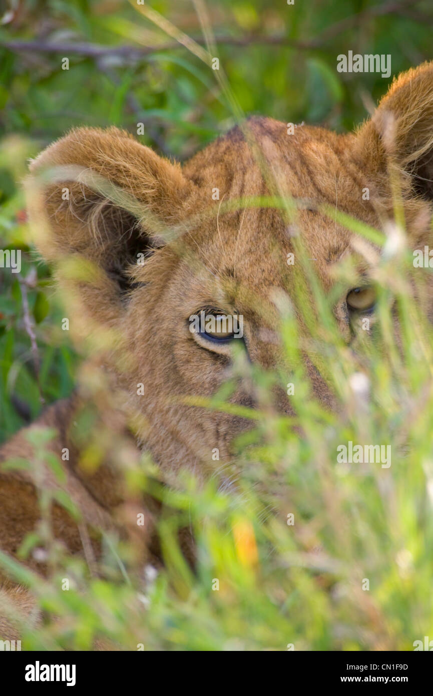 Löwenjunges in den Rasen, Masai Mara National Reserve, Kenia Stockfoto
