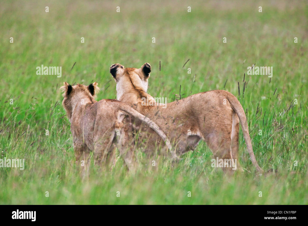 Löwen in den Rasen, Masai Mara National Reserve, Kenia Stockfoto