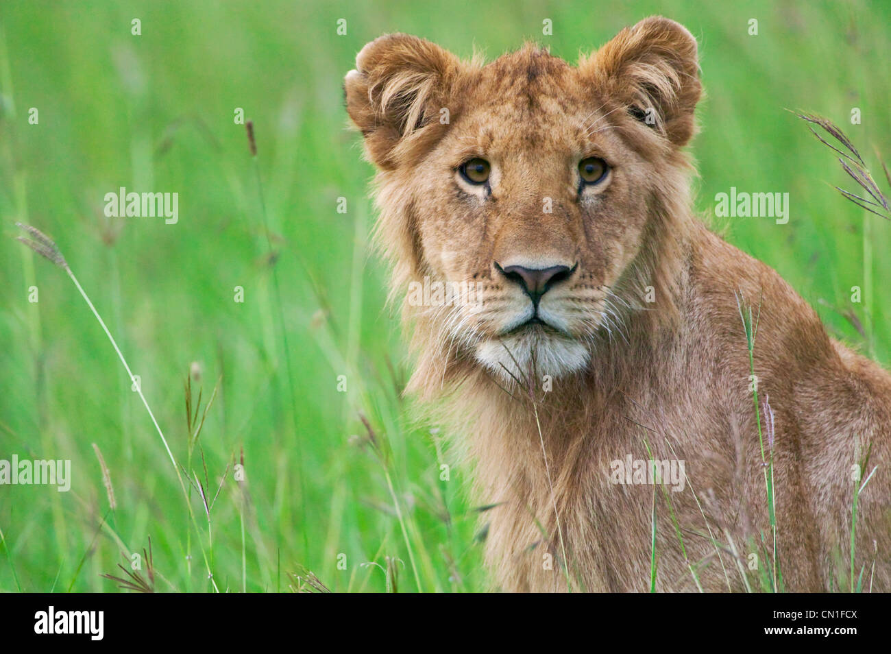 Löwen in den Rasen, Masai Mara National Reserve, Kenia Stockfoto