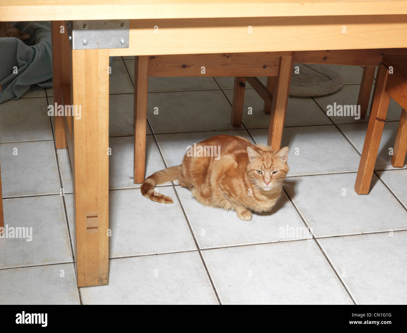 Ginger Tom Katze sitzt unter Küchentisch Stockfoto