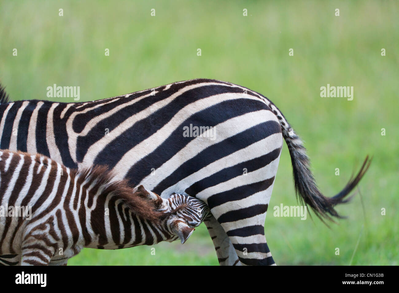 Gemeinsamen Zebra (Equus Quagga) Cub Melken von Mutter, Masai Mara National Reserve, Kenia Stockfoto
