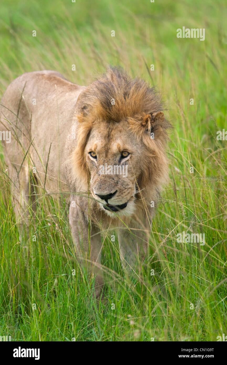 Löwen in den Rasen auf die Savanah, Masai Mara National Reserve, Kenia Stockfoto