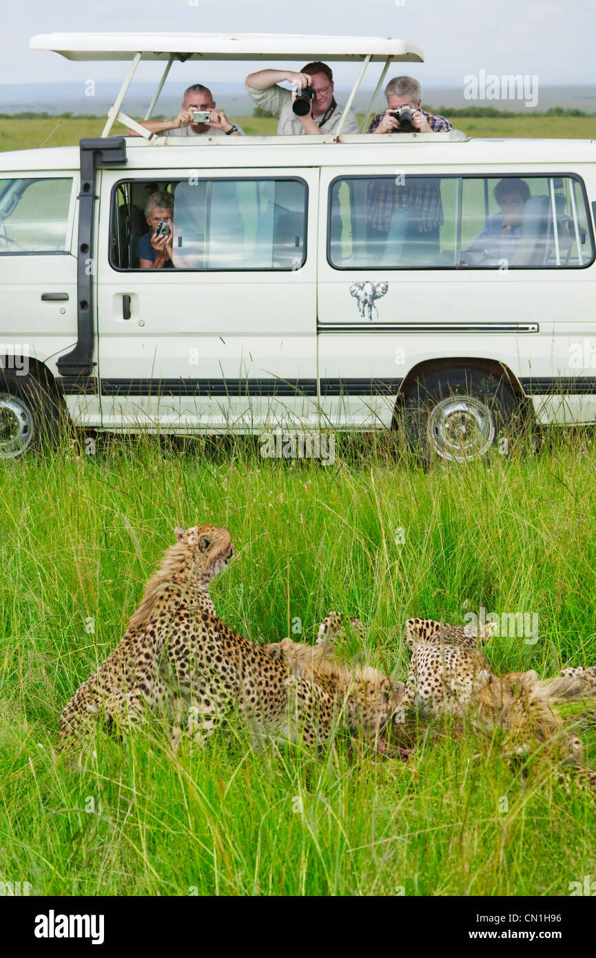 Gepard (Acinonyx Jubatus), Mutter mit jungen und Safari Jeep, Masai Mara National Reserve, Kenia Stockfoto