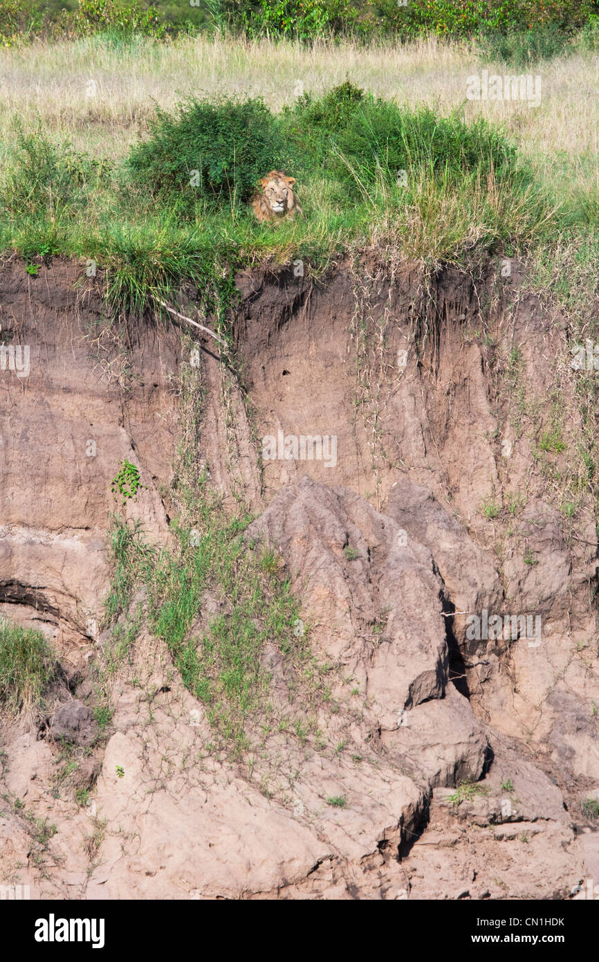 Lion versteckt in Rasen, Masai Mara National Reserve, Kenia Stockfoto