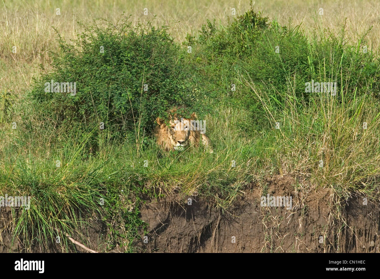 Lion versteckt in den Rasen, Masai Mara National Reserve, Kenia Stockfoto