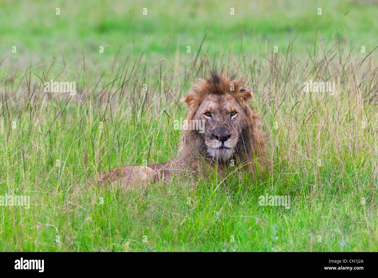 Löwen in den Rasen, Masai Mara National Reserve, Kenia Stockfoto