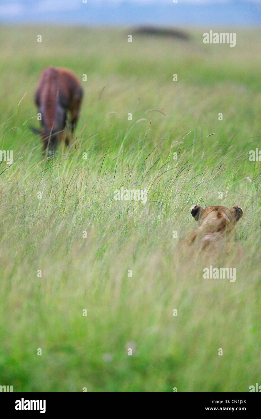 Lion versteckt in der Wiese, auf der Lauer auf Topi, Masai Mara National Reserve, Kenia Stockfoto