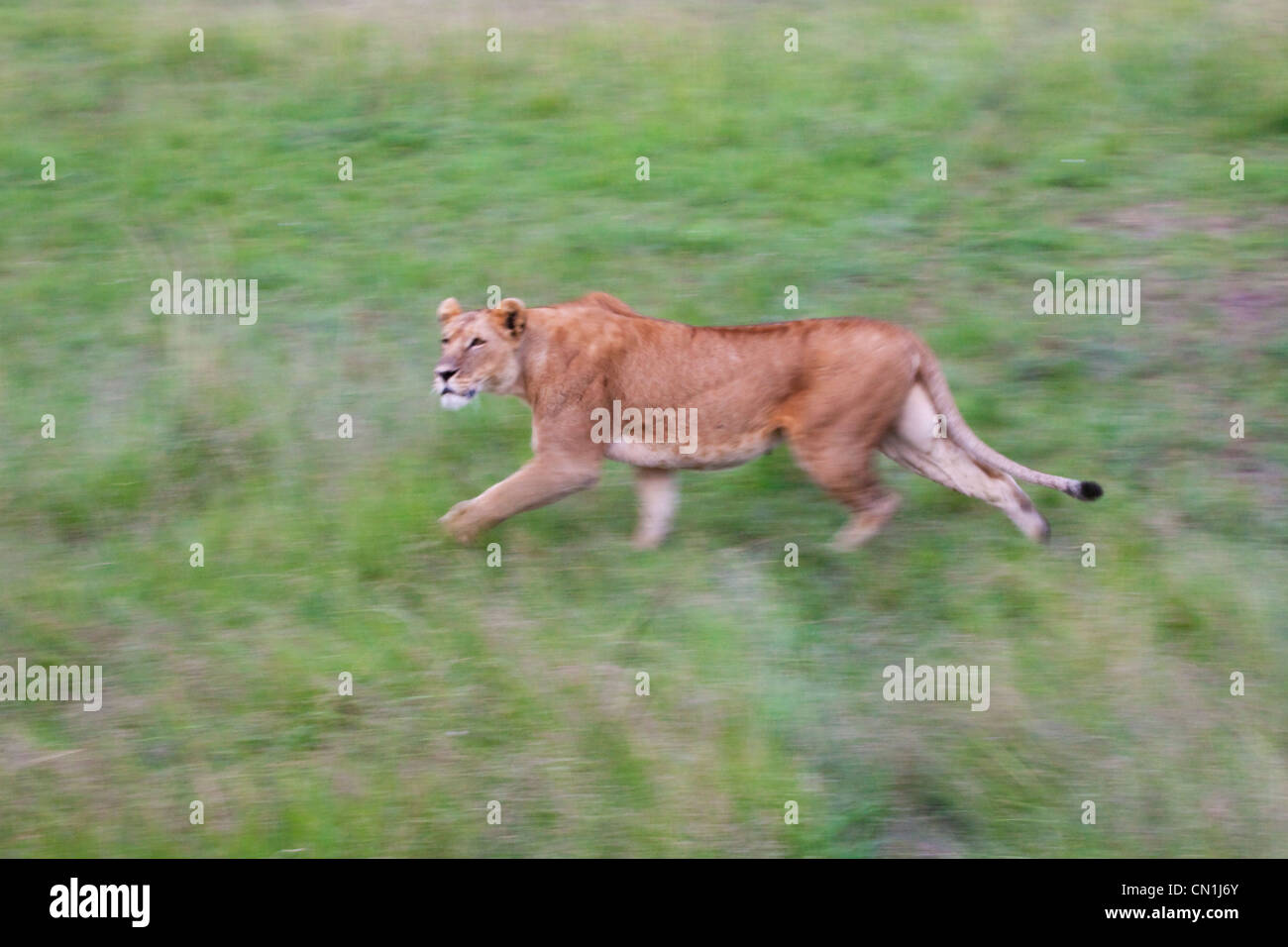 Löwe auf die Savanah, Masai Mara National Reserve, Kenia Stockfoto