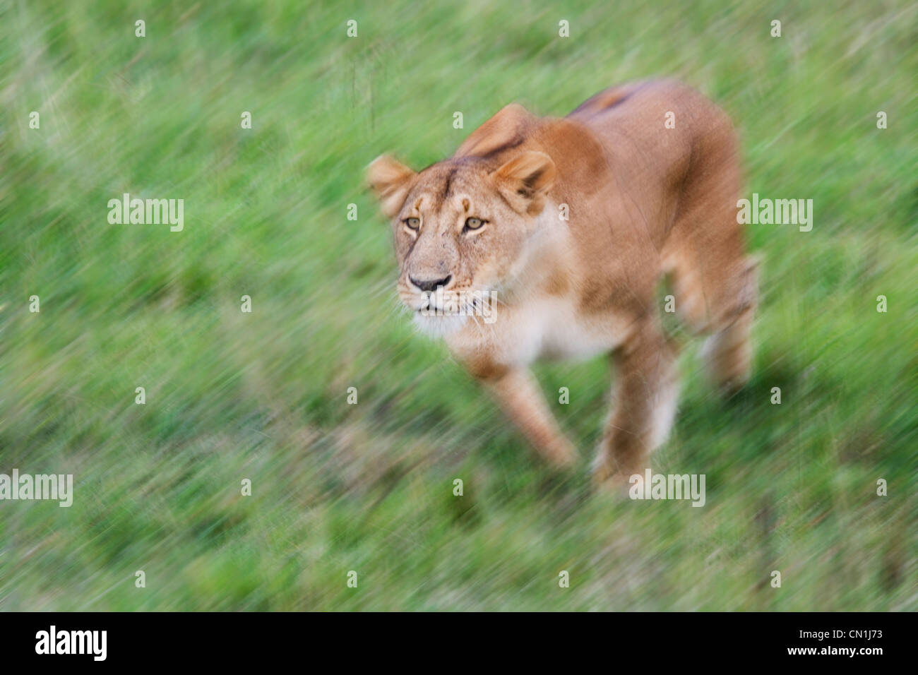 Löwe auf die Savanah, Masai Mara National Reserve, Kenia Stockfoto