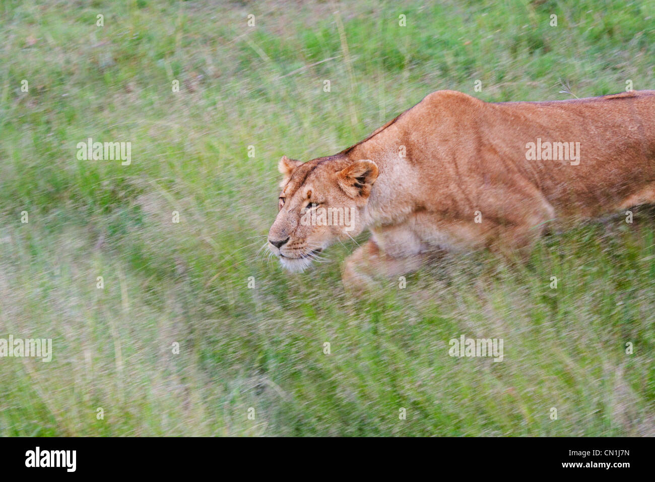 Löwe auf die Savanah, Masai Mara National Reserve, Kenia Stockfoto