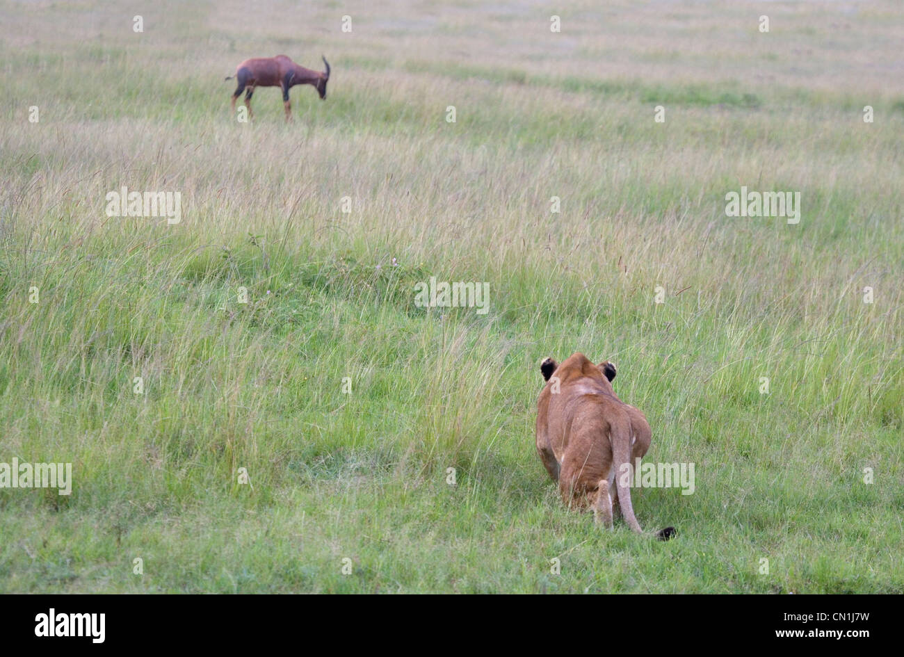 Lion versteckt in der Wiese, auf der Lauer auf Topi, Masai Mara National Reserve, Kenia Stockfoto