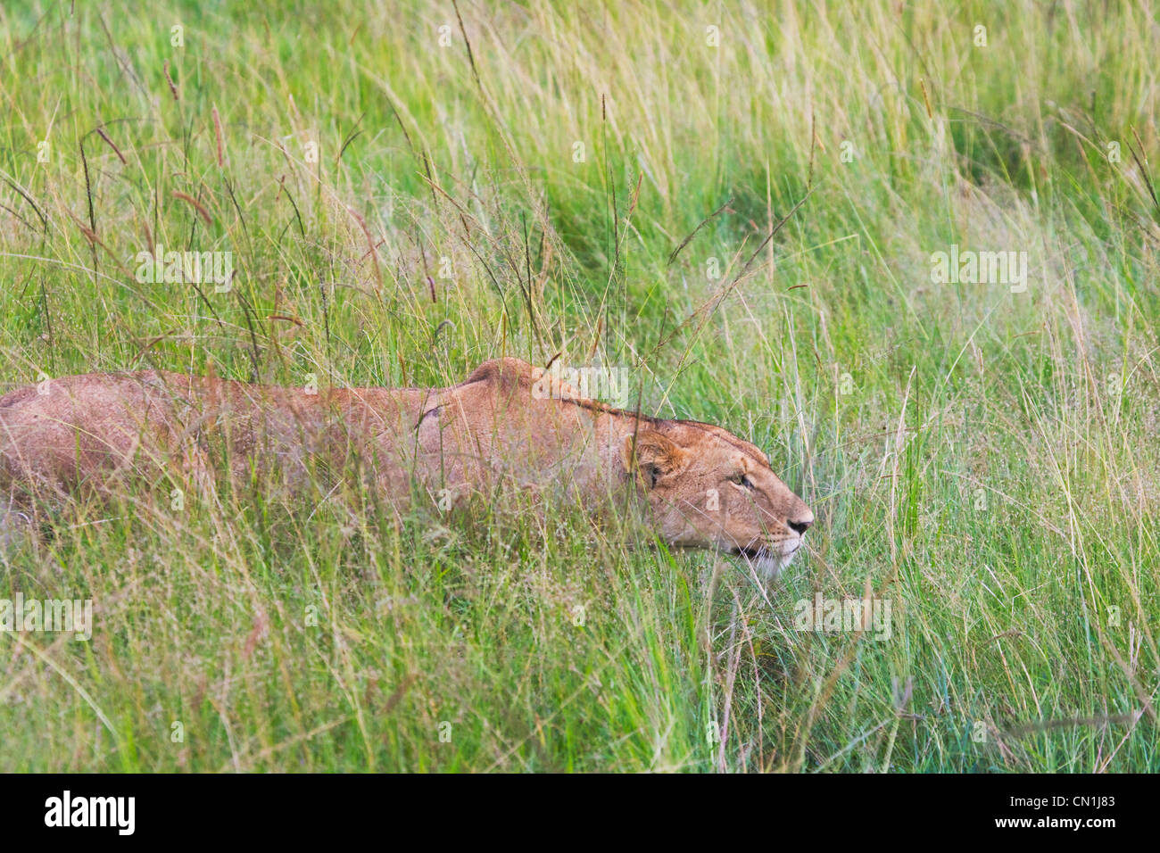 Löwe auf die Savanah, Masai Mara National Reserve, Kenia Stockfoto