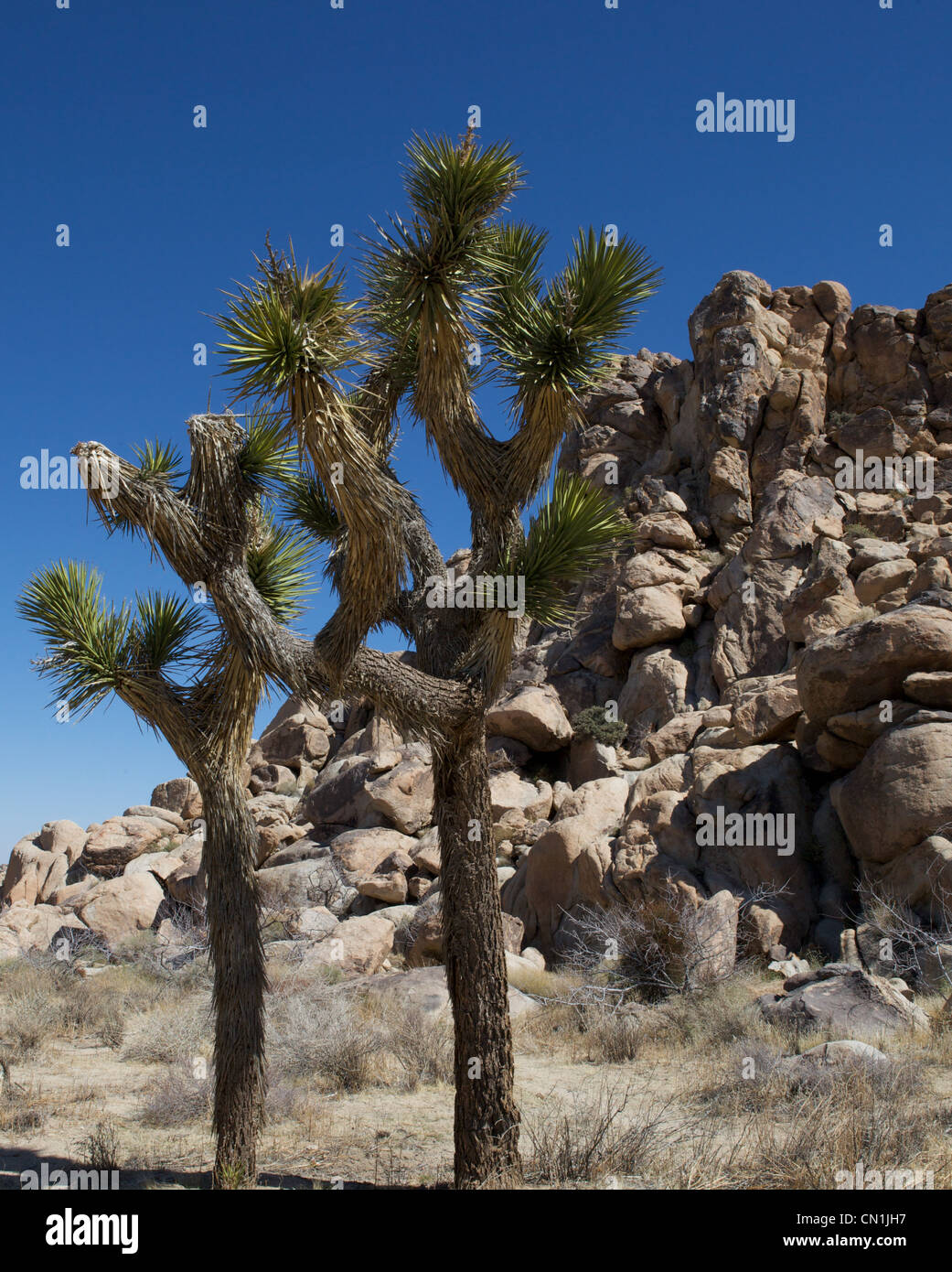 Joshua Bäume in Joshua Nationalpark, Kalifornien Stockfoto