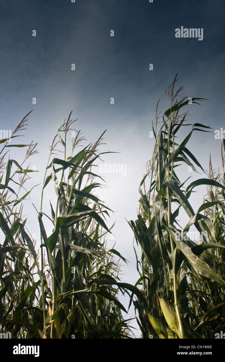 Ein Maisfeld unter einem bedrohlichen Himmel Stockfoto