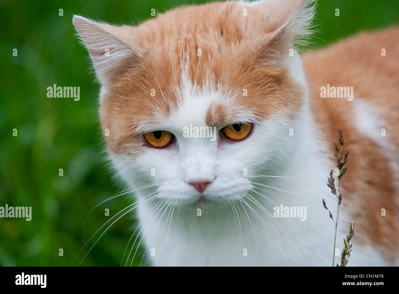 Hauskatze - rötlichen Katze Stockfoto