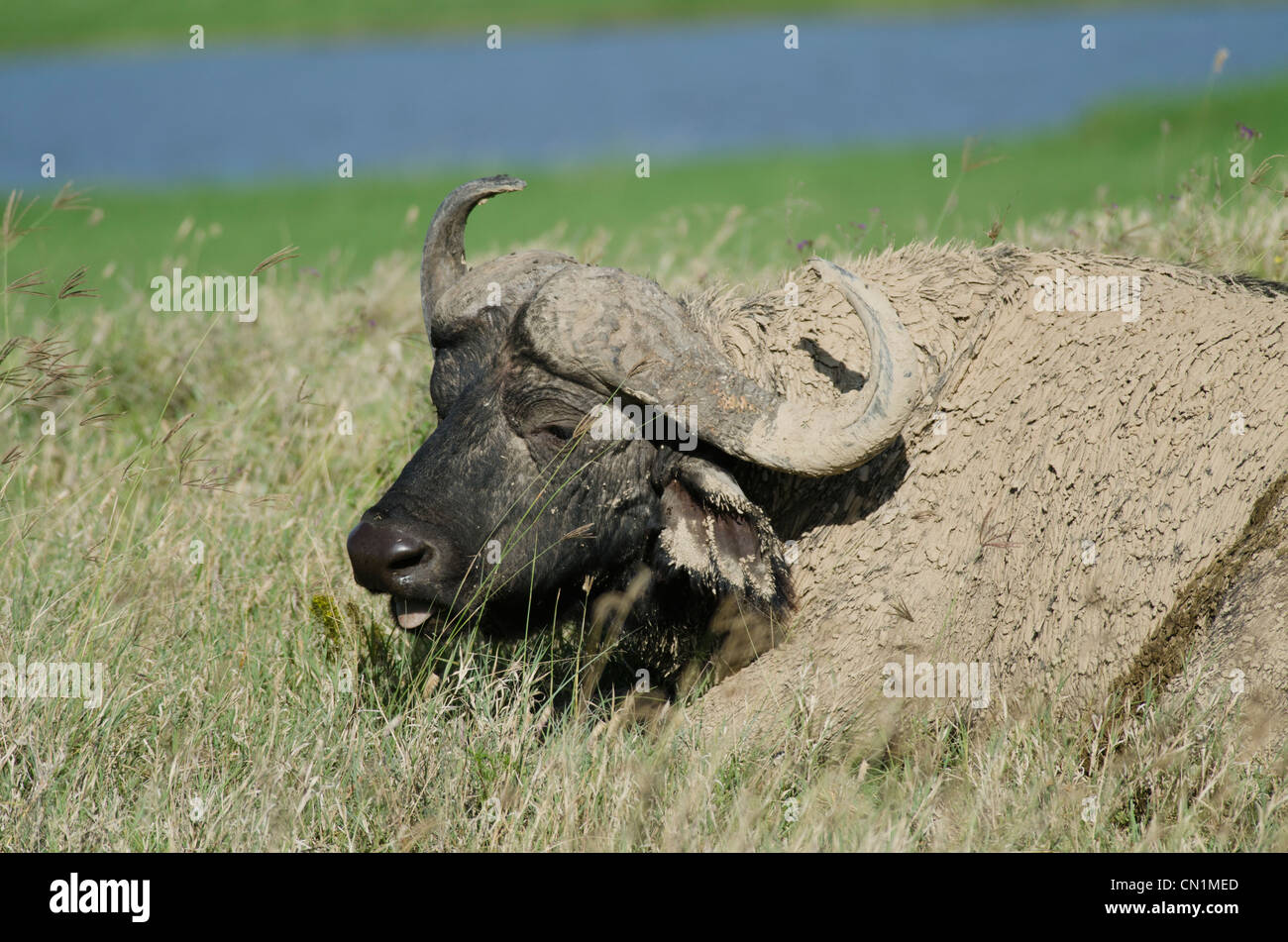 Kaffernbüffel bedeckt mud.lake Nakuru, Kenia Stockfoto