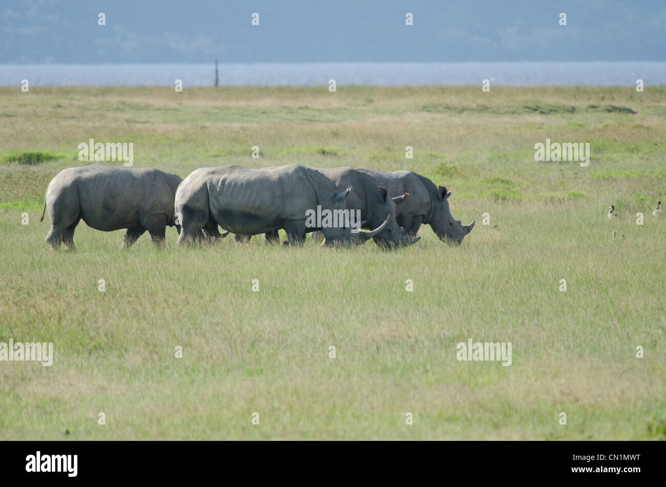 Vier weiße Nashörner grasen am Ufer des Lake Nakuru, Kenia Stockfoto